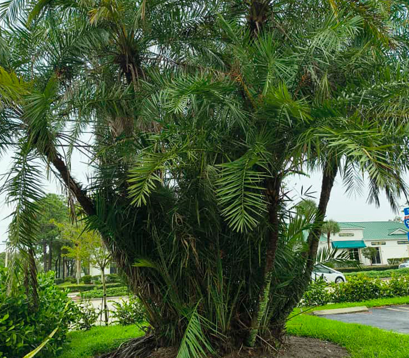 Towing services in Hesperia